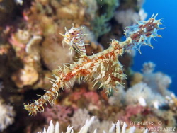 Ornate ghost pipefish and soft coral by Laura Dinraths 